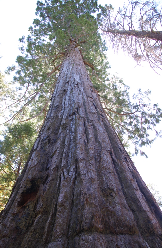 Sequoia National Forest
